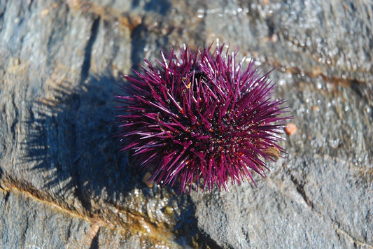 The Purple Urchin Predicament: Solutions for a Sustainable